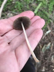 Coprinellus impatiens