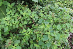 Ocimum basilicum
