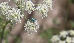 Bilyaxia concinna