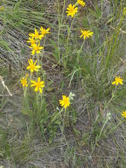Arnica sororia