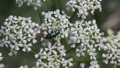 Bilyaxia concinna
