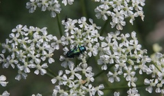 Bilyaxia concinna