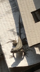 Sceloporus occidentalis