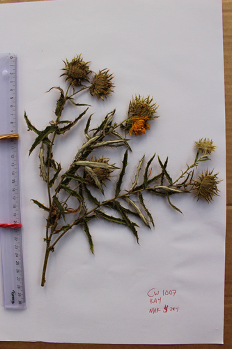 Berkheya spekeana