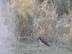 Centropus cupreicaudus