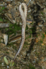 Trimeresurus gracilis