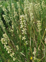 Baccharis sagittalis