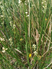 Baccharis sagittalis