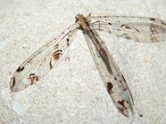 Dendroleon pantherinus