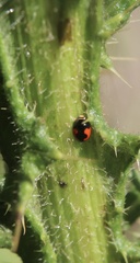 Hyperaspis sphaeridioides