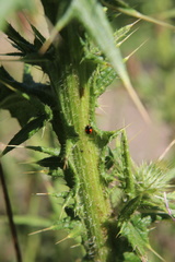 Hyperaspis sphaeridioides