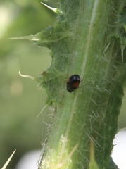 Hyperaspis sphaeridioides