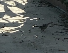 Zonotrichia leucophrys