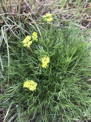 Lomatium caruifolium