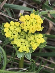 Lomatium caruifolium