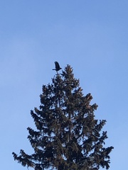 Corvus brachyrhynchos