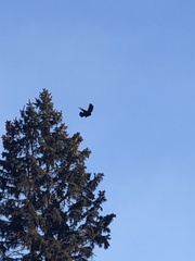 Corvus brachyrhynchos