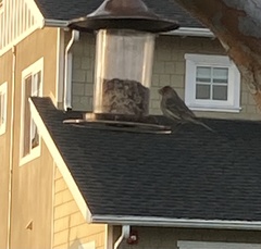 Haemorhous mexicanus