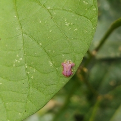 Microctenochira difficilis