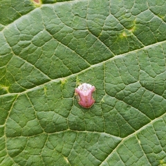 Microctenochira difficilis