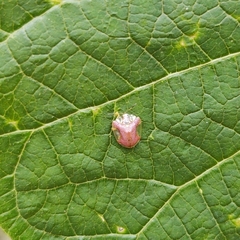 Microctenochira difficilis