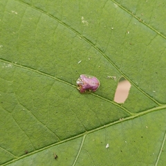 Microctenochira difficilis