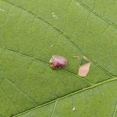 Microctenochira difficilis