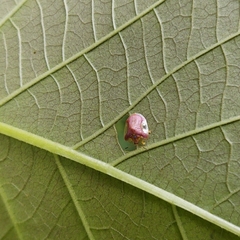 Microctenochira difficilis