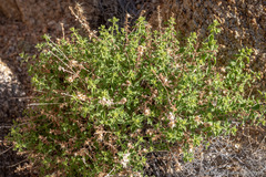 Brickellia microphylla