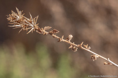 Brickellia microphylla