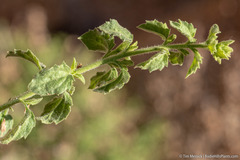 Brickellia microphylla