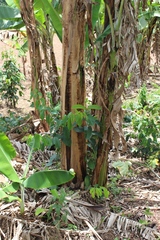 Musa acuminata