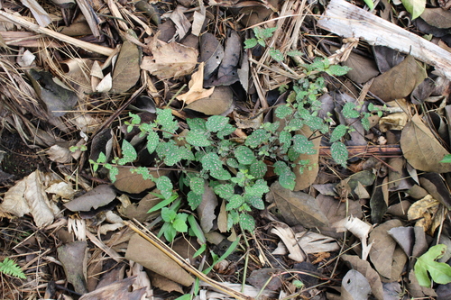 Hypoestes phyllostachya image