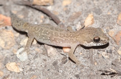 Pachydactylus maculatus