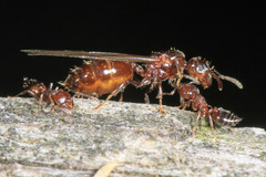 Crematogaster lineolata
