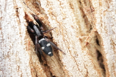 Poecilochroa