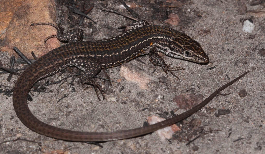 Cape Mountain Lizard