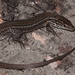 Southern African Mountain Lizards - Photo (c) Alex Rebelo, some rights reserved (CC BY-NC), uploaded by Alex Rebelo
