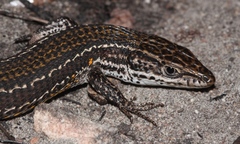Tropidosaura gularis