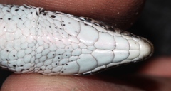 Tropidosaura gularis