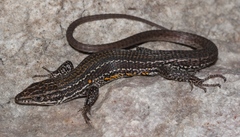 Tropidosaura gularis