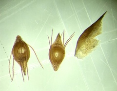 Rhynchospora filifolia