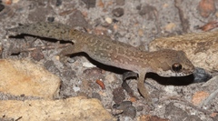 Pachydactylus maculatus