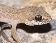 Pachydactylus maculatus
