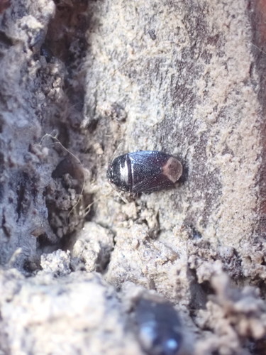 Geotomus elongatus