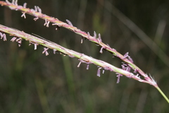 Andropogon distachyos