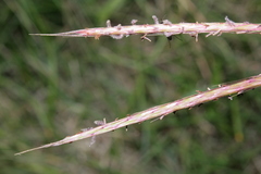Andropogon distachyos