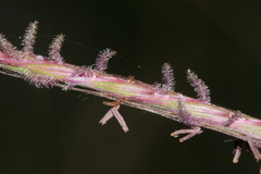 Andropogon distachyos