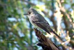 Contopus pertinax