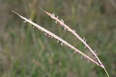 Andropogon distachyos